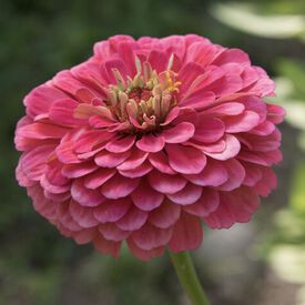 Benary's Giant Carmine, Zinnia Seeds